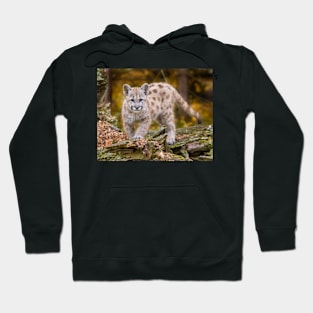 Bobcat Kitten Hoodie